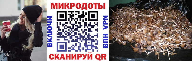 Купить где  Волжск  Галлюциногенные грибы Cubensis 